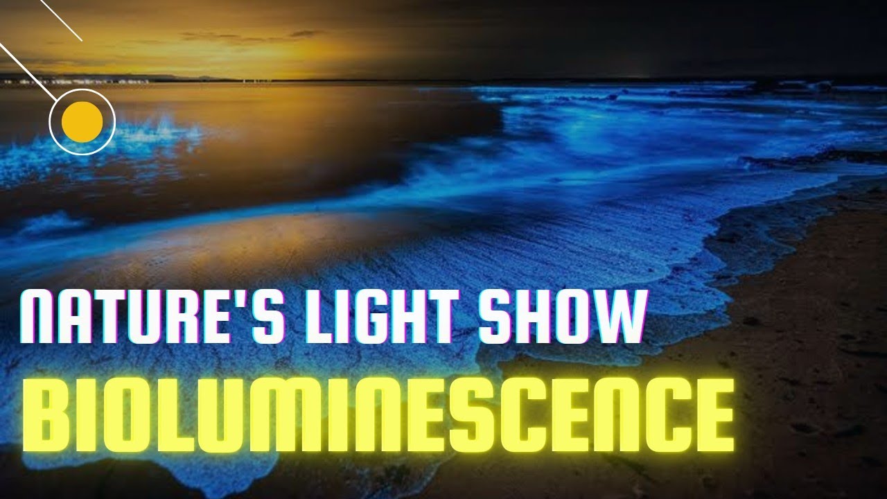 Mysteries of Bioluminescent Beaches